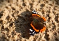 Butterfly - Red Admiral (Vanessa atalanta) Royalty Free Stock Photo