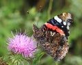Butterfly - Red Admiral (Vanessa atalanta) Royalty Free Stock Photo