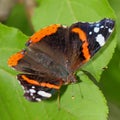 butterfly - Red Admiral (Vanessa atalanta) Royalty Free Stock Photo