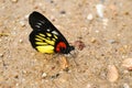 Butterfly (Red-base Jezebel) , Thailand Royalty Free Stock Photo