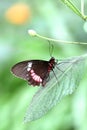 Butterfly red black Royalty Free Stock Photo