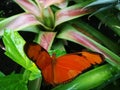 Butterfly in Red-Black