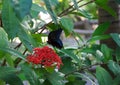 Butterfly on a Red flower