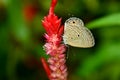 Butterfly on red flower with blurred green background Royalty Free Stock Photo