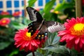 Butterfly on red flower in garden, closeup of photo