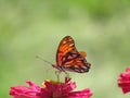 Butterfly on red flower