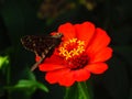 Butterfly on a red flower Royalty Free Stock Photo
