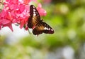 Butterfly and red flower on green background. Royalty Free Stock Photo