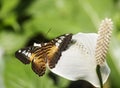 Butterfly and red flower on green background. Royalty Free Stock Photo