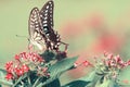 Butterfly on red flower on green background Royalty Free Stock Photo