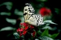 Butterfly on red flowers Royalty Free Stock Photo