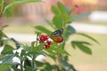 The butterfly on red flowers with blur green nature background Royalty Free Stock Photo