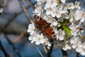 Butterfly, red, flowers, spring, wings. insects, flying insects Royalty Free Stock Photo