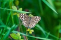 Butterfly, flowers, spring, wings. insects, flying insects Royalty Free Stock Photo