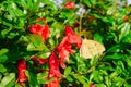 butterfly on red flowers ,  yellow butterfly on flowers Royalty Free Stock Photo