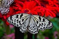 Giant butterfly on red Gerbera, Singapore Changi Airport, butterfly garden