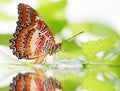 Butterfly Red Lacewing Royalty Free Stock Photo