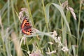 Butterfly , Red-Orange, amidst the Grass Royalty Free Stock Photo