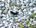 Butterfly Red Spotted Purple Admiral Limenitis arthemis Royalty Free Stock Photo