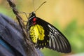 Butterfly with red stains end white stripes on the leafs in the lower left corner Royalty Free Stock Photo