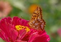 Butterfly on red zinnia flower Royalty Free Stock Photo