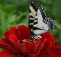 Butterfly on a red zinnia