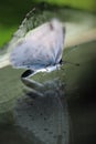 Butterfly on reflecting surface