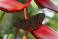 A butterfly in the reserve Las nubes in the jungle of Chiapas Royalty Free Stock Photo