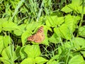 Butterfly rest in green leaf Royalty Free Stock Photo