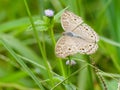 Butterfly rest on the leaf Royalty Free Stock Photo