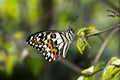 Butterfly rest in leaf Royalty Free Stock Photo