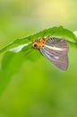 Butterfly rest under a leaf Royalty Free Stock Photo