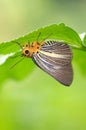 Butterfly rest under a leaf