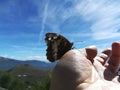 Butterfly resting on the hand Royalty Free Stock Photo