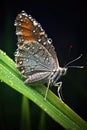 butterfly resting on a dew-covered blade of grass