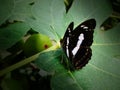 A butterfly resting on a fig tree Royalty Free Stock Photo