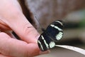 Butterfly resting on fingers