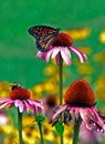 Butterfly resting on flower
