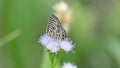 Butterfly on flower