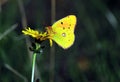 Butterfly resting on a flower