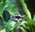 Butterfly resting on a flowering plant. Tropical scenery. Bali island, Indonesia. Wallpaper background. Natural scenery Royalty Free Stock Photo
