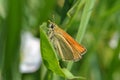 Butterfly resting on a green leaf