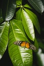 A butterfly resting on green leaves