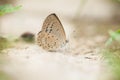 A butterfly resting on ground Royalty Free Stock Photo