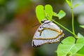Butterfly,Polyura eudamippus Royalty Free Stock Photo