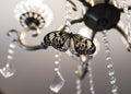 Butterfly resting near a light bulb of a chandelier, detail