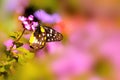 Butterfly resting on a pink Lantana flower under warm sunlight