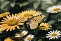 A butterfly resting on a sunlit daisy