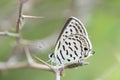 A butterfly resting on a thorne Royalty Free Stock Photo