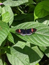 Butterfly resting on tropical leaf Royalty Free Stock Photo